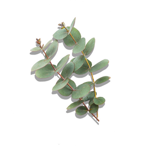 Eucalyptus Oil Ingredient Thumbnail